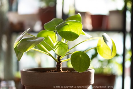 필레아 페페로미오이데스 Pilea peperomioides