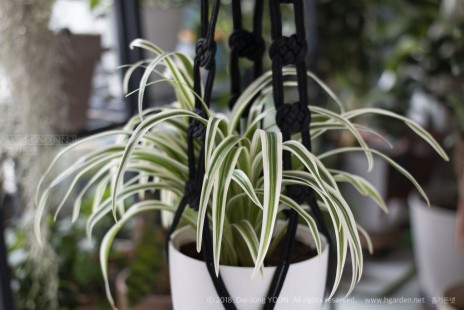 접란 Spider plant 공기정화 No.38