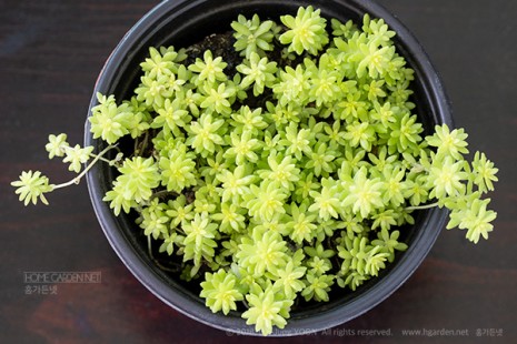 황금세덤 (황금기린초) Sedum japonicum 'Tokyo Sun'