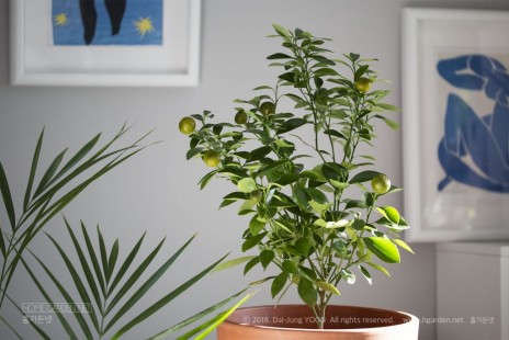 유주 나무 fortunella japonica var. margarita