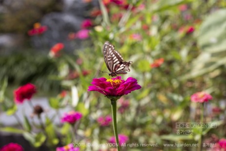 백일홍 Common Zinnia