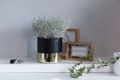 쿠션 부쉬 Cushion Bush