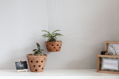 풍란 Neofinetia falcata