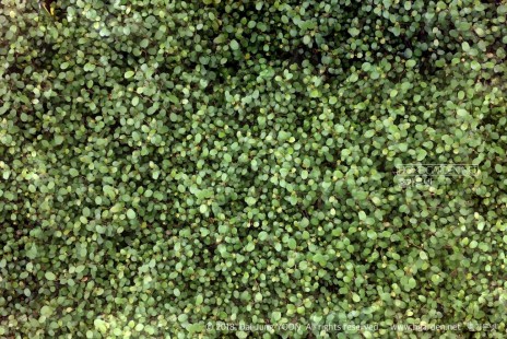 트리안 Maidenhair vine