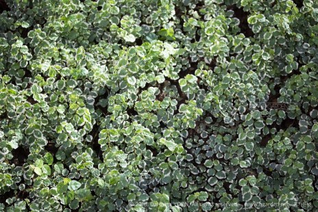 푸미라 Ficus pumila