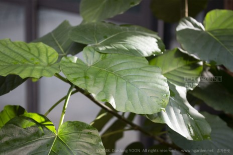 휘커스 움베르타 Ficus umbellate