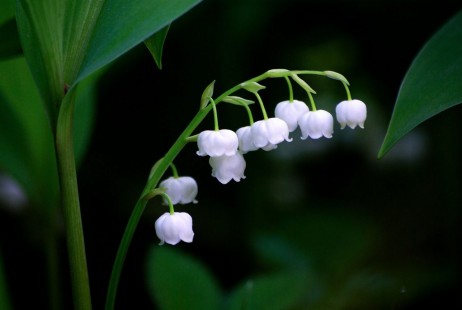 은방울꽃 Lily of the valley