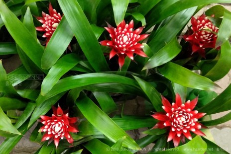 구즈마니아 체리 Guzmania Cherry