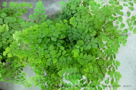 아디안텀 Adiantum