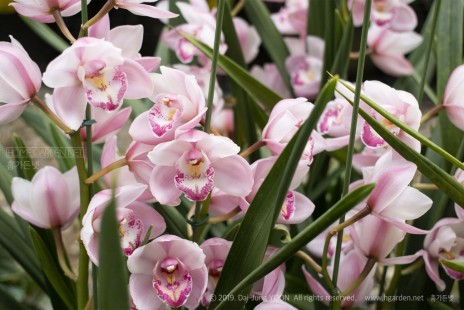 심비디움(심비듐) Cymbidium