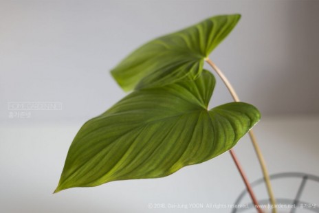 호마로메나(호말로메나) Homalomena 공기정화 No. 31