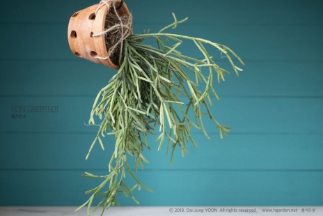 립살리스 Rhipsalis