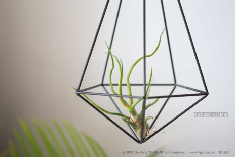 틸란드시아 불보사(틸란시아 불보싸) Tillandsia Bulbosa
