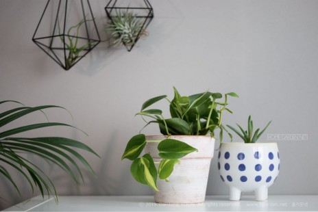 필로덴드론 옥시카르디움 Philodendron oxycardium 공기정화 No.26