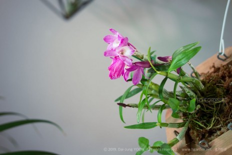 석곡 Dendrobium Moniliforme