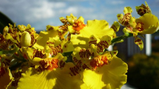 온시디움 Oncidium