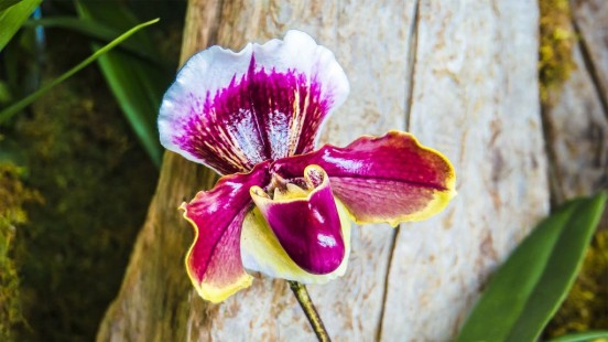 파피오페딜룸(파피오페딜럼) Paphiopedilum(paphs)