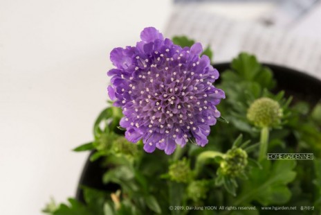 솔체 (스카비오사) Scabiosa