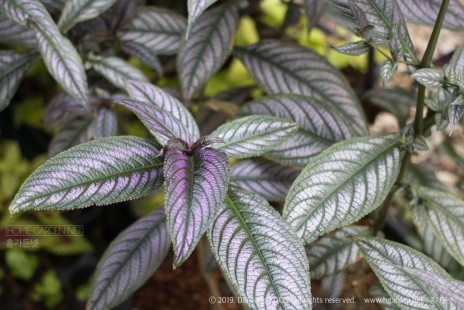 스트로빌란테스 디에리아누스(페르시안 실드) Strobilanthes dyeriana