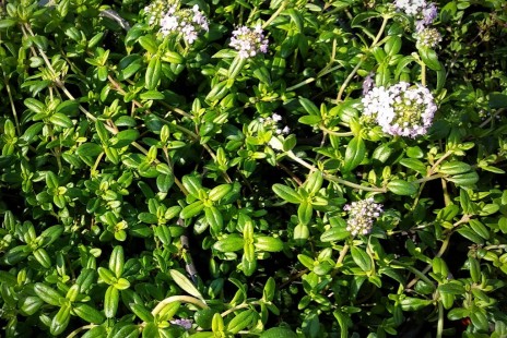 백리향 Thymus quinquecostatus