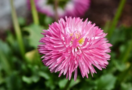 과꽃 China Aster