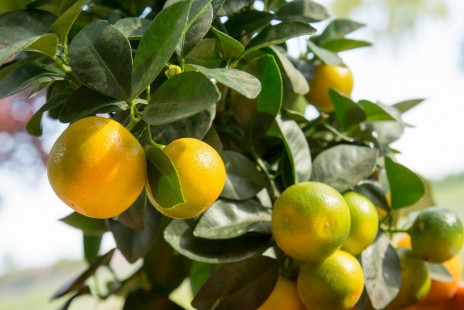 깔라만시 Calamansi