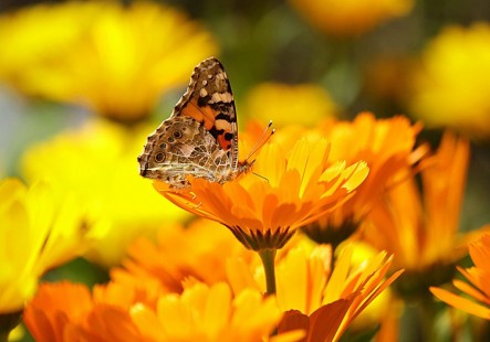 금잔화 Pot marigold