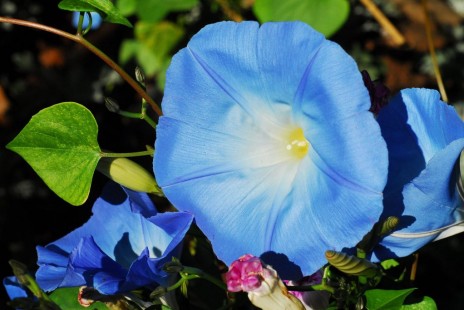 나팔꽃 Morning glory