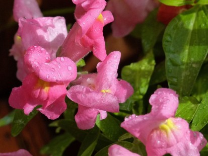금어초 Snapdragon