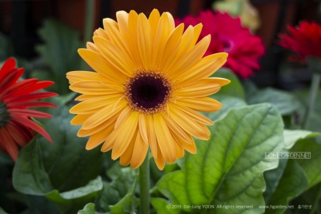 거베라 Gerbera daisy 공기정화 No.15