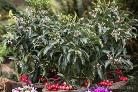 백량금(백냥금,만량금,만냥금) Ardisia crenata