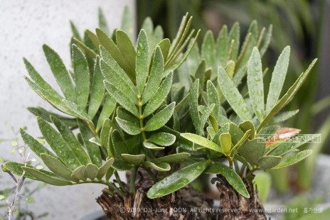 멕시코 소철 Zamia furfuracea