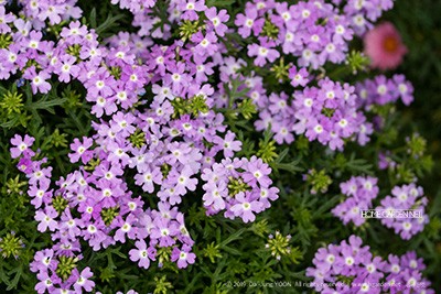 버베나 Garden verbena