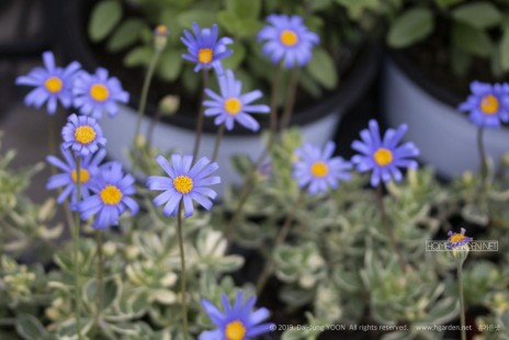 청하국 blue daisy bush