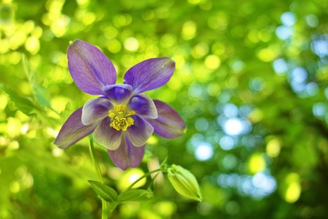 매발톱꽃 Aquilegia