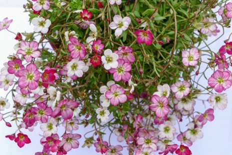 운간초 Saxifraga