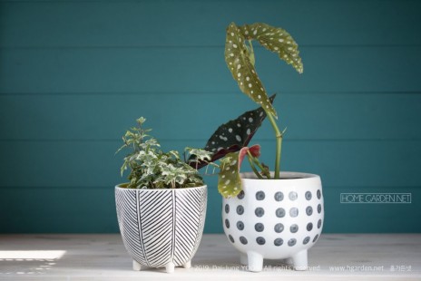 베고니아 마큘라타(머큐라타) Begonia maculata (Polka dot begonia)
