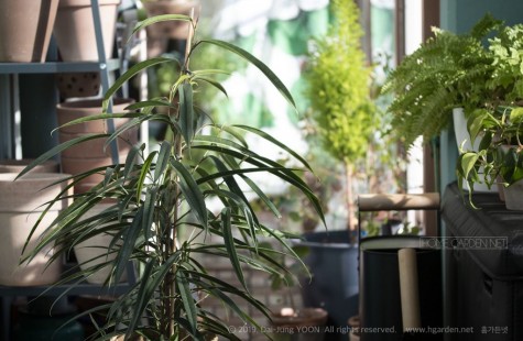 알리 고무나무 Ficus alii (공기정화 식물)