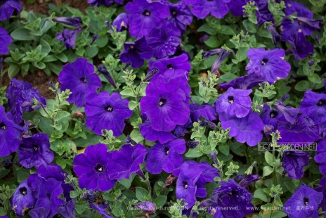 페튜니아 (페츄니아, 피튜니아) Petunia