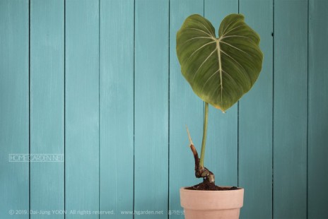필로덴드론 글로리오섬(글로리오숨) Philodendron gloriosum