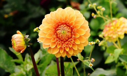 달리아 (다알리아) 폼폰 Dahlia Pompon
