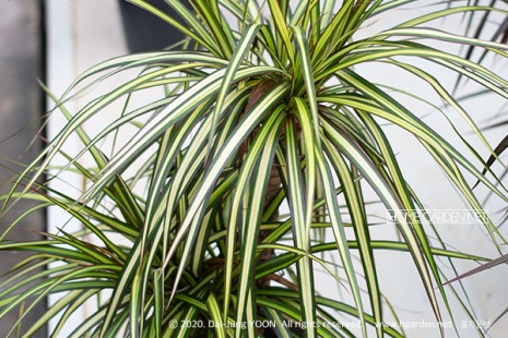 드라세나 마지나타 Dracaena marginata