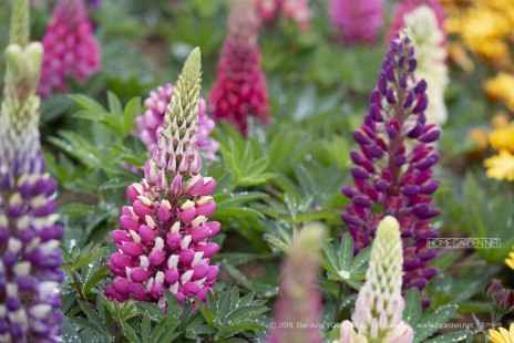 루피너스 Lupine