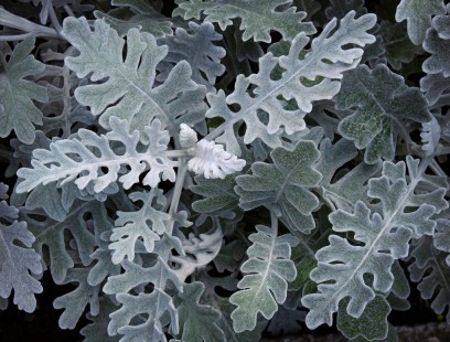 백묘국 Dusty Miller