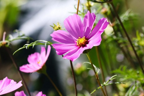 코스모스 Garden cosmos