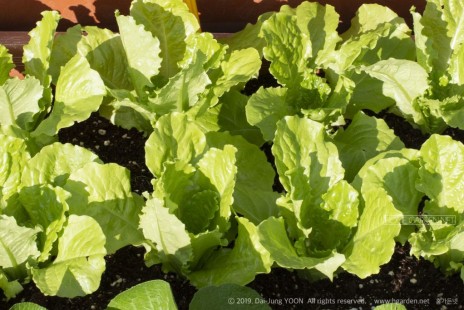 청치마 상추 Lactuca sativa(Lettuce)