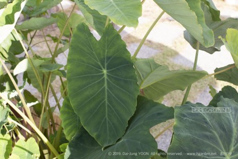 토란 Colocasia