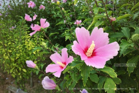 무궁화 Rose of Sharon