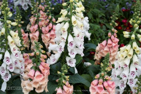 디기탈리스 Foxglove (Digitalis)
