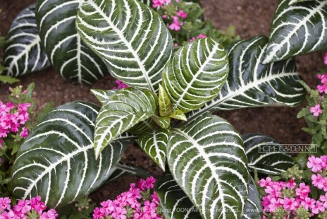 아펠란드라 Zebra plant